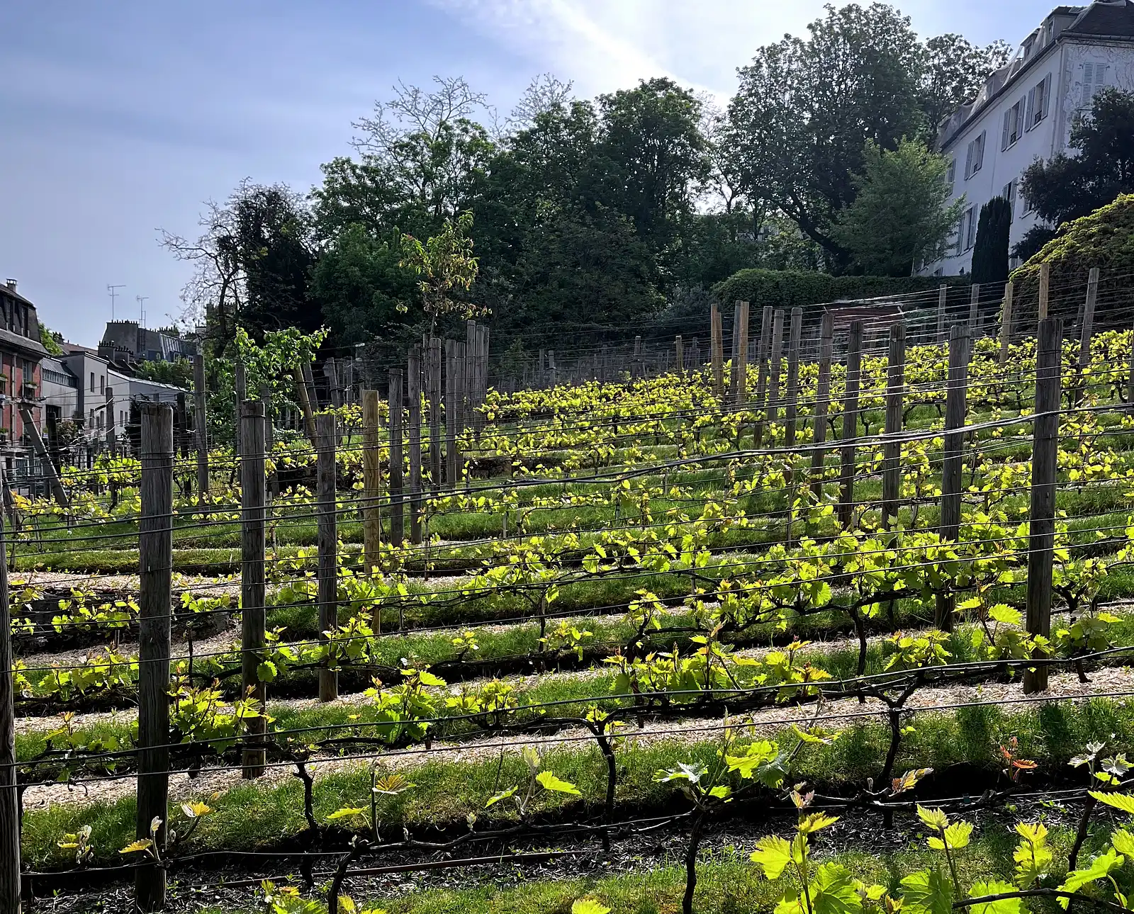 The lost vineyards of Paris